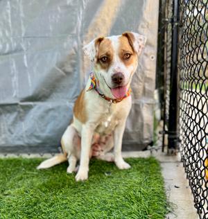 Mandy, Mixed Breed, adult, available for adoption