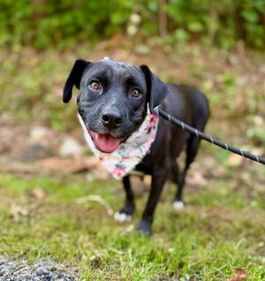 Star, Mixed Breed, young, available for adoption