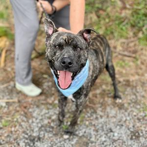 A brindle-colored pit bull dog wearing a light blue bandana around its neck smiles with its tongue out.
