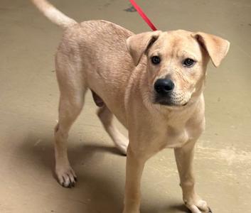 a light brown dog standing on a concrete floor with a red leash attached to its collar