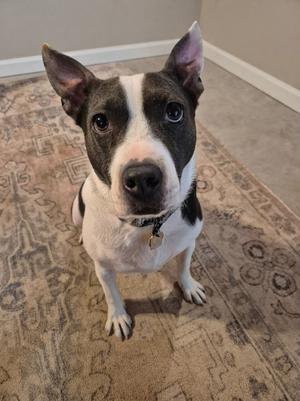 a black and white dog sitting on a patterned rug