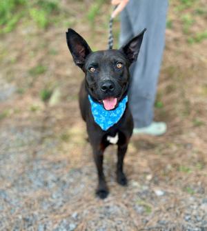 A black dog with a blue bandana stands outside on a leash, looking at the camera with its tongue out.