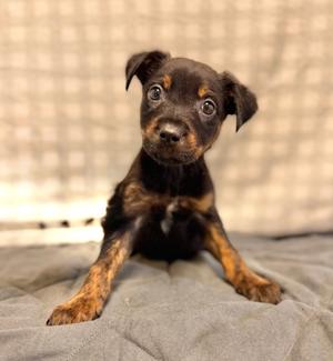 Levy, Mixed Breed, puppy, available for adoption