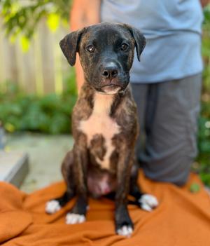 Luigi, Boxer/Mixed Breed, puppy, available for adoption
