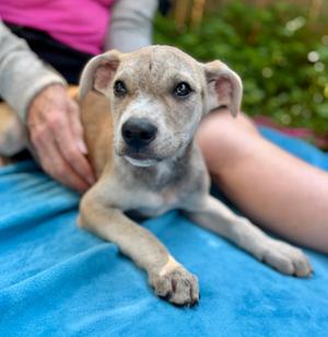 Cariba, Mixed Breed, puppy, available for adoption