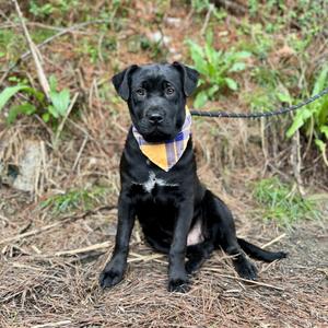 Franklin, Labrador Retriever/Mixed Breed, young, available for adoption