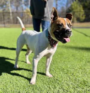 Pauley, Mixed Breed, adult, available for adoption