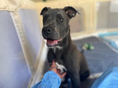 Charlotte, Mixed Breed, young, available for adoption