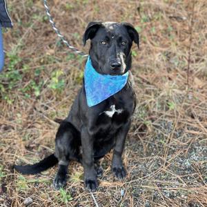 Ace, Labrador Retriever/Mixed Breed, young, available for adoption