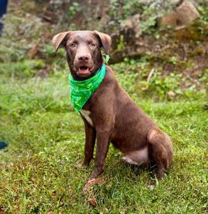 Grizzly, Mixed Breed, young, available for adoption