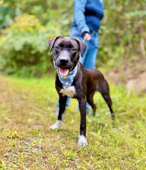 Panda, Mixed Breed, young, available for adoption