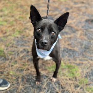 Brady, Mixed Breed, adult, available for adoption