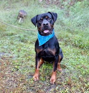 A black and tan Rottweiler dog wearing a blue bandana, sitting on a grassy field.