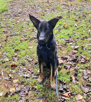 Dobby, Shepherd/Mixed Breed, young, available for adoption