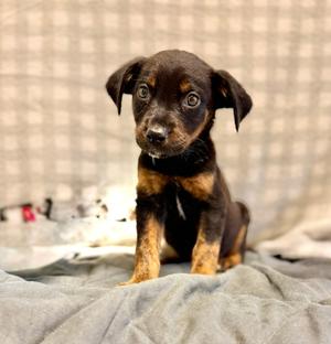 Halley, Mixed Breed, puppy, available for adoption