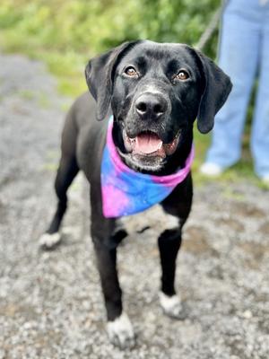 Taurita, Labrador Retriever/German Shorthaired Pointer, adult, available for adoption