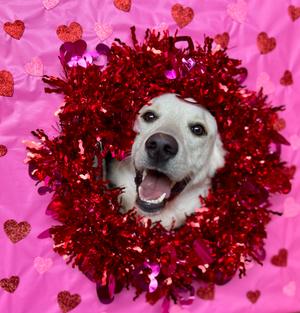 Flash, Golden Retriever/Mixed Breed, young, available for adoption