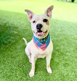 Kylo, Mixed Breed, adult, available for adoption