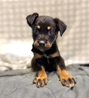 Atlas, Mixed Breed, puppy, available for adoption