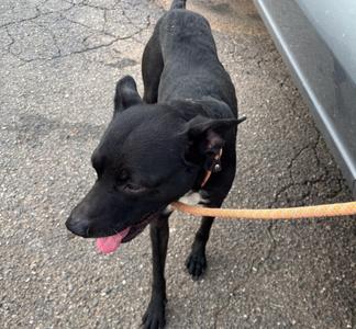 Anubis, Mixed Breed, adult, available for adoption