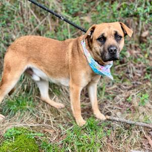 A medium-sized dog with tan fur and a colorful bandana around its neck stands outdoors on a grassy area.