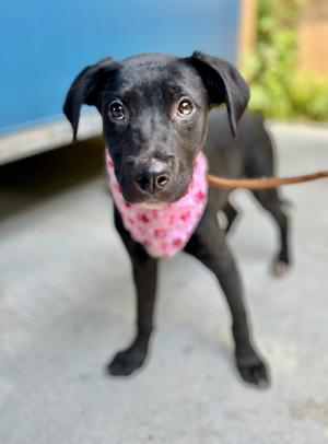 Midge, Labrador Retriever/Mixed Breed, young, available for adoption