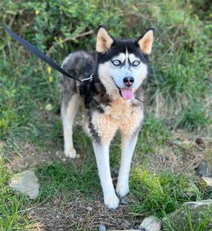 A husky dog with blue eyes on a leash is standing outside on grass.