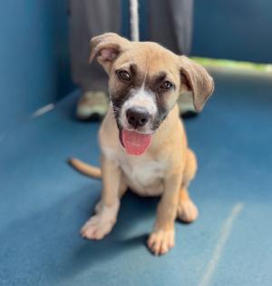 Amelia, Mixed Breed, puppy, available for adoption