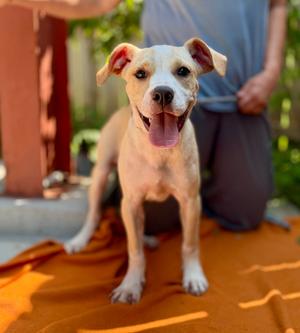 Mario, Boxer/Mixed Breed, puppy, available for adoption