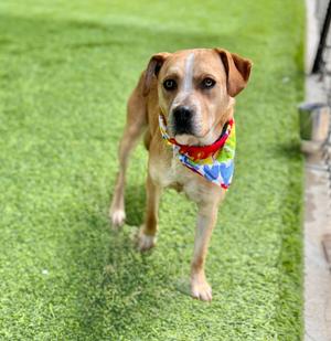 A light brown dog with a colorful bandana stands on a grassy area.
