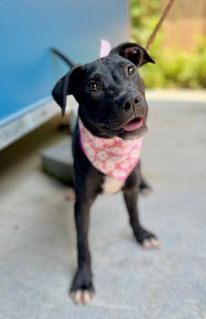 Elsie, Labrador Retriever/Mixed Breed, young, available for adoption