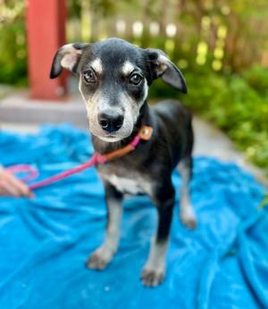 Brandti, Mixed Breed, puppy, available for adoption