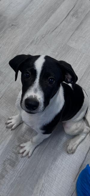 Rex, Mixed Breed, young, available for adoption