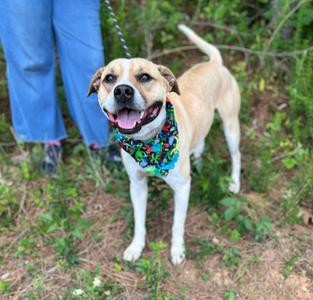 Butter Bean, Mixed Breed, young, available for adoption