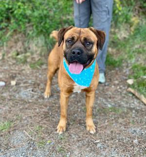 A tan dog with a black muzzle and a blue bandana around its neck standing on a dirt path with its tongue out.
