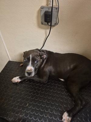Rosco, Mixed Breed, puppy, available for adoption