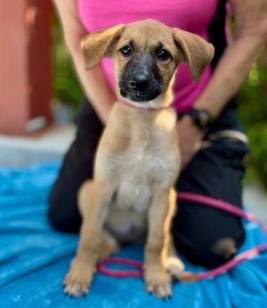 Daisy, Mixed Breed, puppy, available for adoption