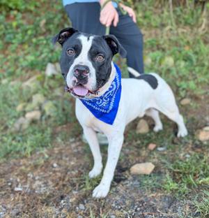 A black and white dog wearing a blue bandana stands on grass, with a person in the background.