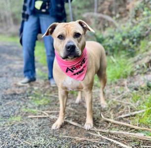 Kate, Mixed Breed, adult, available for adoption