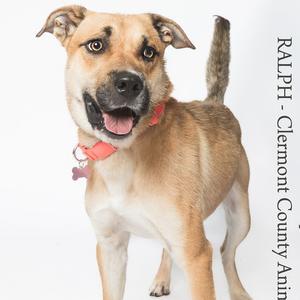 A happy brown and white dog with a red collar and a bone-shaped tag, standing against a white background.