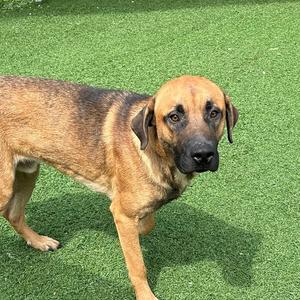 A brown and black dog standing on a green artificial turf field.