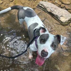 A black and white dog with a pink tongue sticking out, standing in water with rocks in the background.