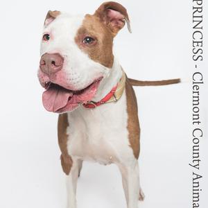 A brown and white pit bull terrier with a red collar, standing and looking at the camera with its tongue out.
