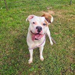 A happy white and brown dog with a pink tongue sticking out, standing on a grassy field.