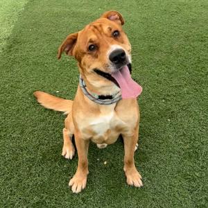 A medium-sized, tan-colored dog with floppy ears and its tongue hanging out sits on a patch of artificial turf, looking up and to the right.