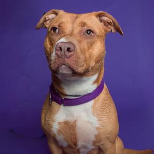 A brown and white dog wearing a purple collar, sitting against a purple background.