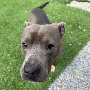 A close-up of a gray dog with a black nose and brown eyes, standing on a green artificial turf surface.