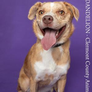A happy dog with a brown and white coat, sticking out its tongue, sitting against a purple background. The text on the right side of the image reads "DANDELION - Clermont County Animal Control".