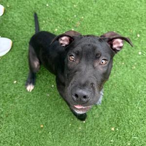 Nile, Mixed Breed (Large), puppy, available for adoption