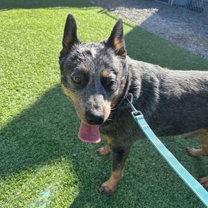 Meatloaf, Cattle Dog, Australian (Blue Heeler), adult, available for adoption